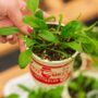 Spinach – Bloomsdale – 4″ Pot